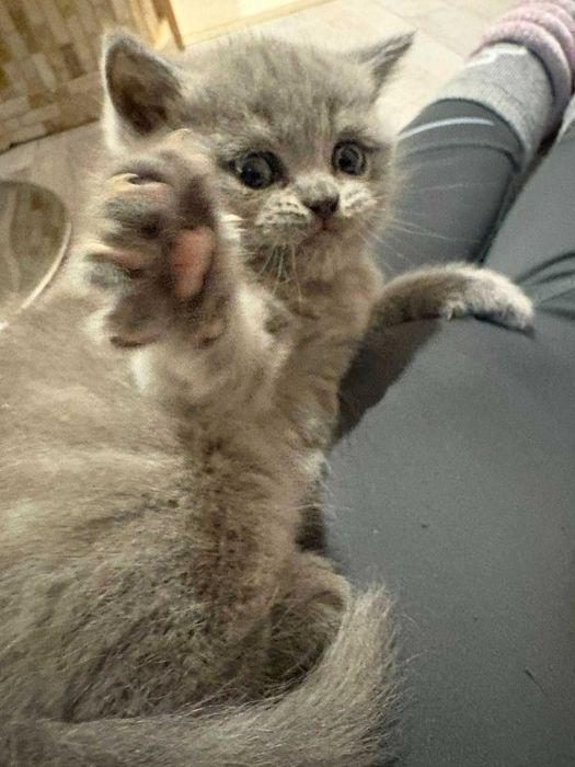 Чистокръвни британчета - момченца