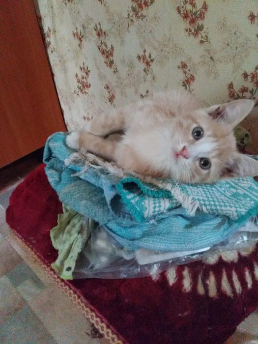 Отдам котенка в добрые руки