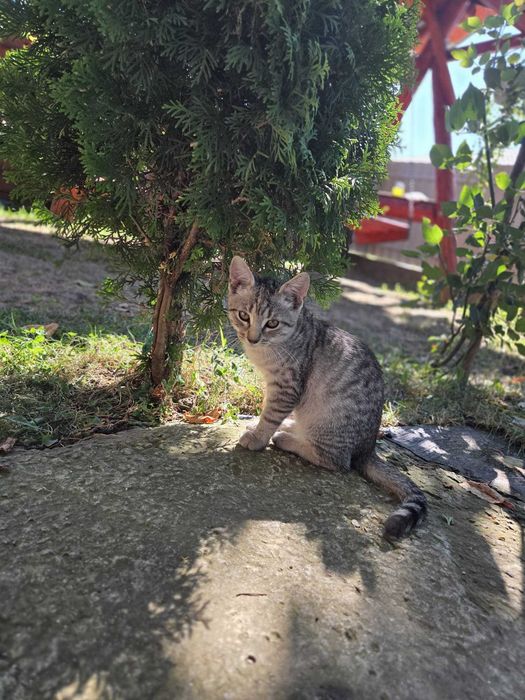 Donez doi pui de piscă