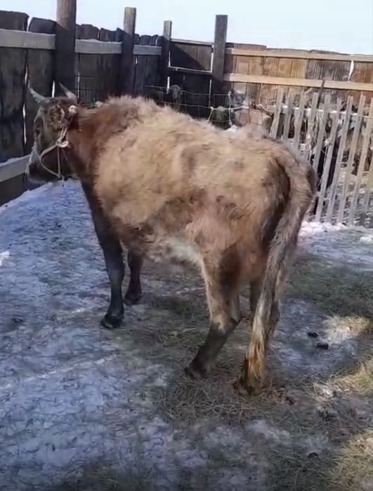 ак бас сиырлар сатылады буас