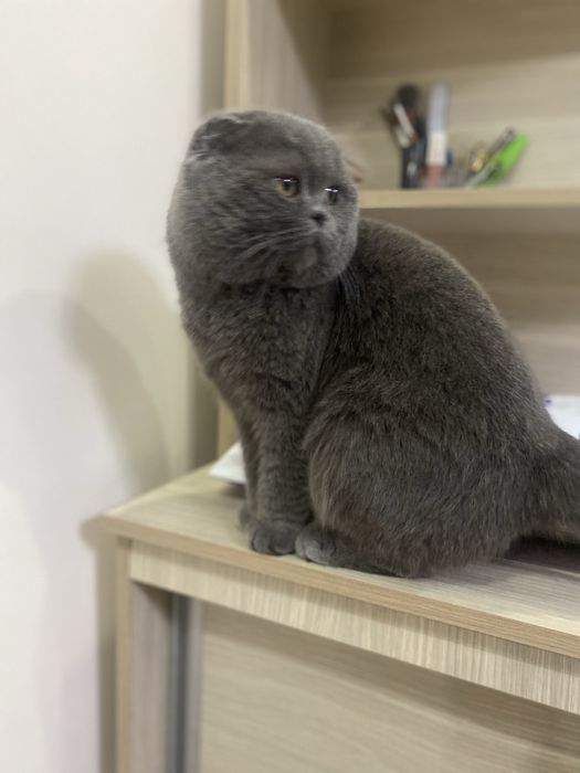 Skod Fold zotli mushyk og’il bola