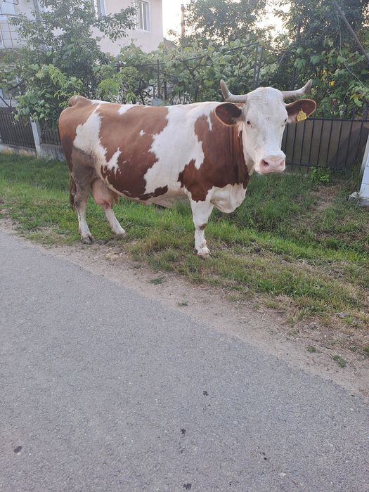 Vaca de gestanta de vanzare