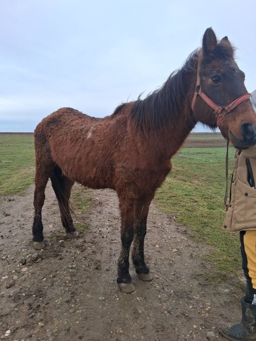 Vând sau schimb iapa