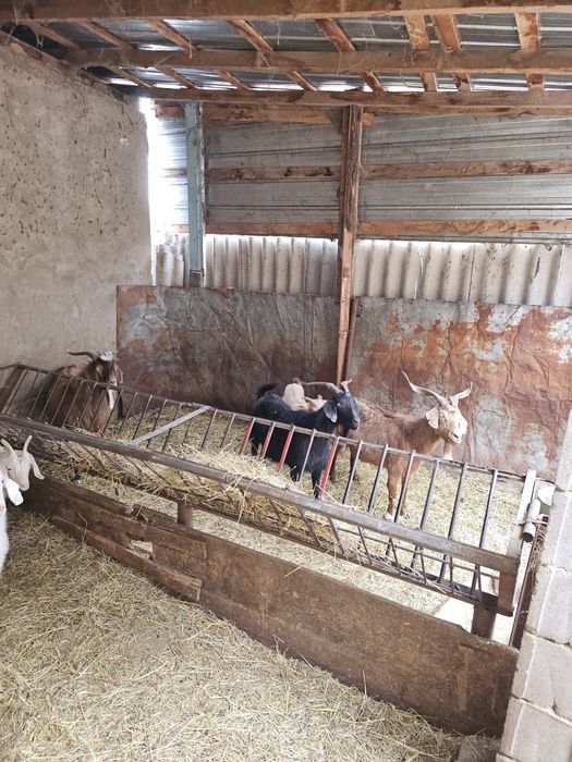 Продам коз оптом