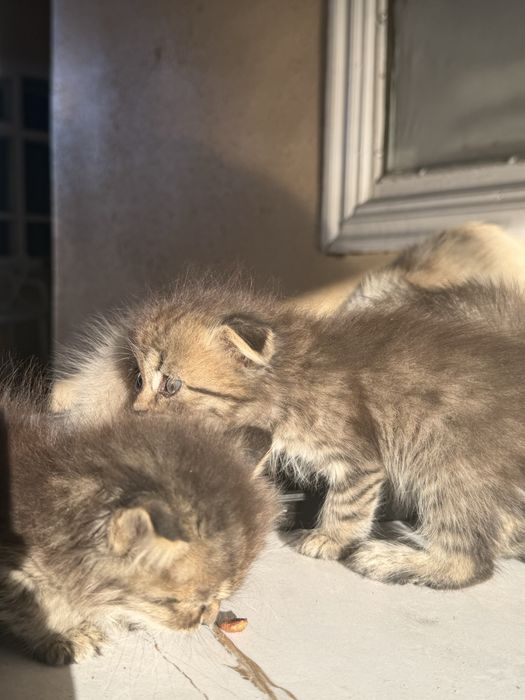 Котята шотланская порода