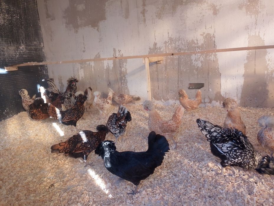 Pui paduana și moțată olandeza