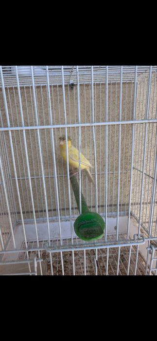 Kanareka moda tiraynik sayroqi moda