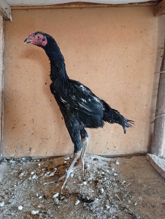 O shamo vibrator xurozcha