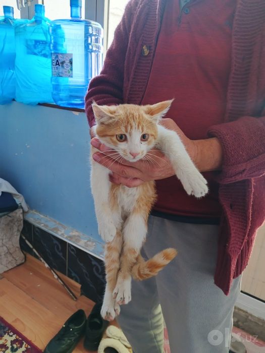 Кошка и два кота