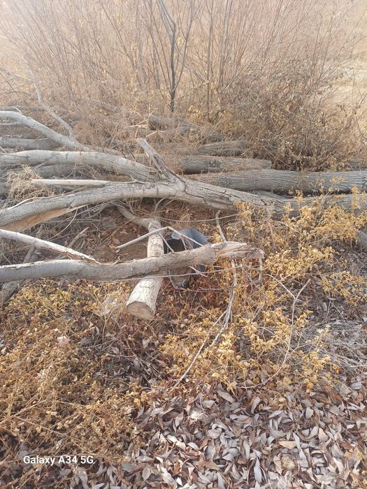 O'tin har xil  zaldori  Tollar