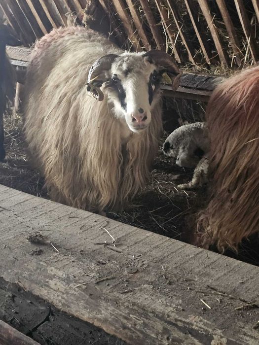 Vând oi tarnova cs 800lei bucata