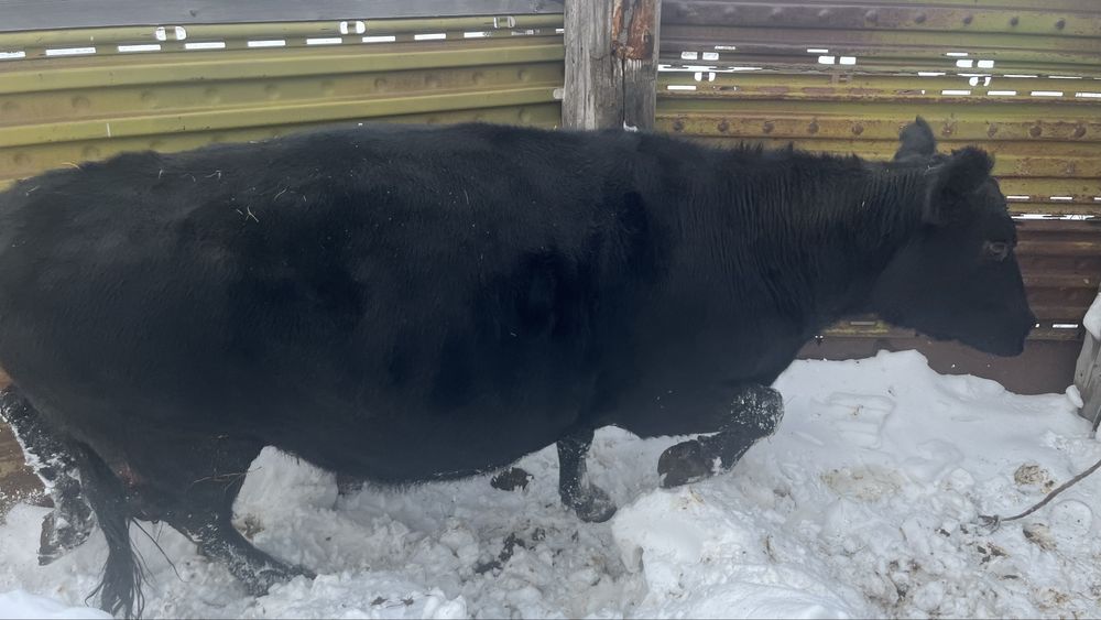 Ірі қара мал сатылады 5 бас Ангуст