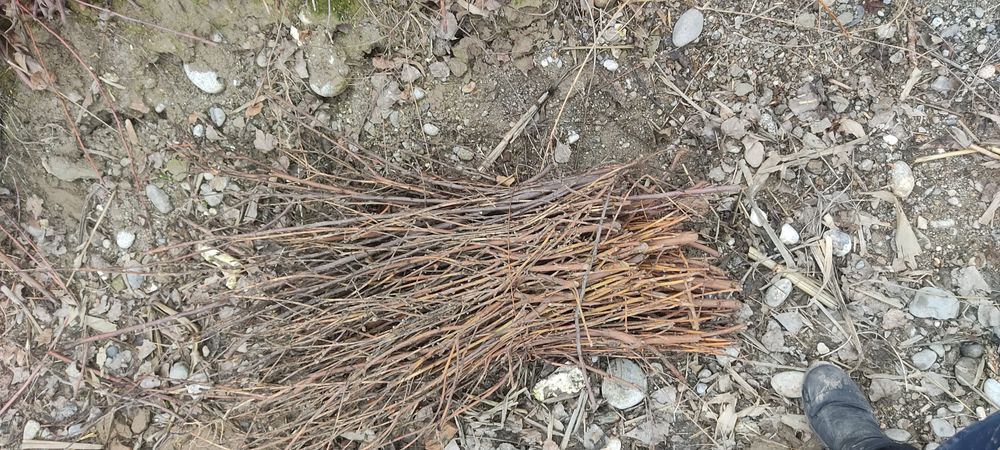 Bogʻli quruq  oʻtin sotiladi 5000 1vogʻi