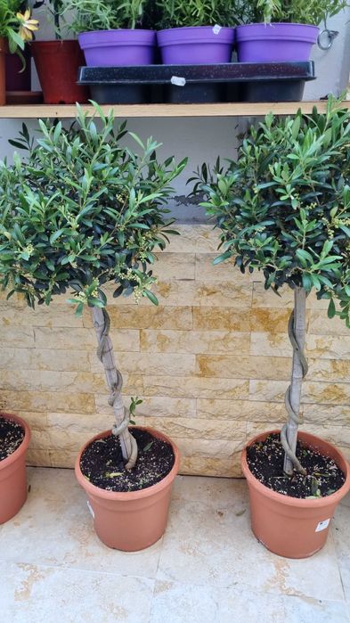 Maslini pe rod livrare rapida in toata tara