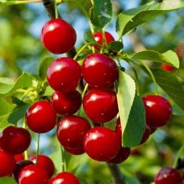 Pomi fructiferi soiuri străvechi din glia strămoșească soiuri de visin