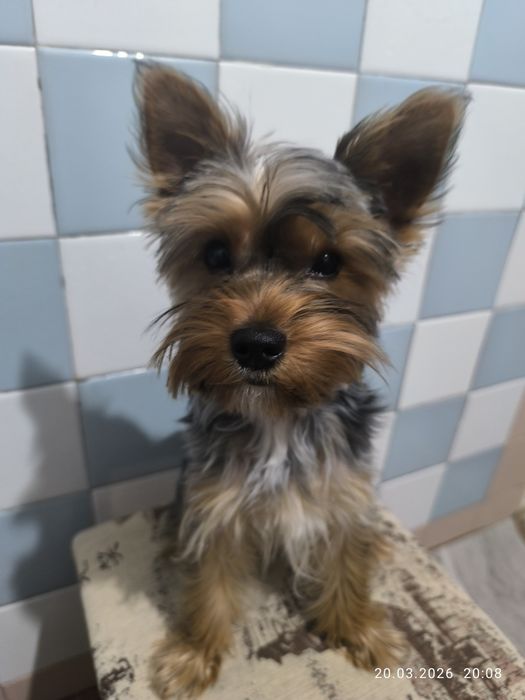 Продается йоркширский терьер