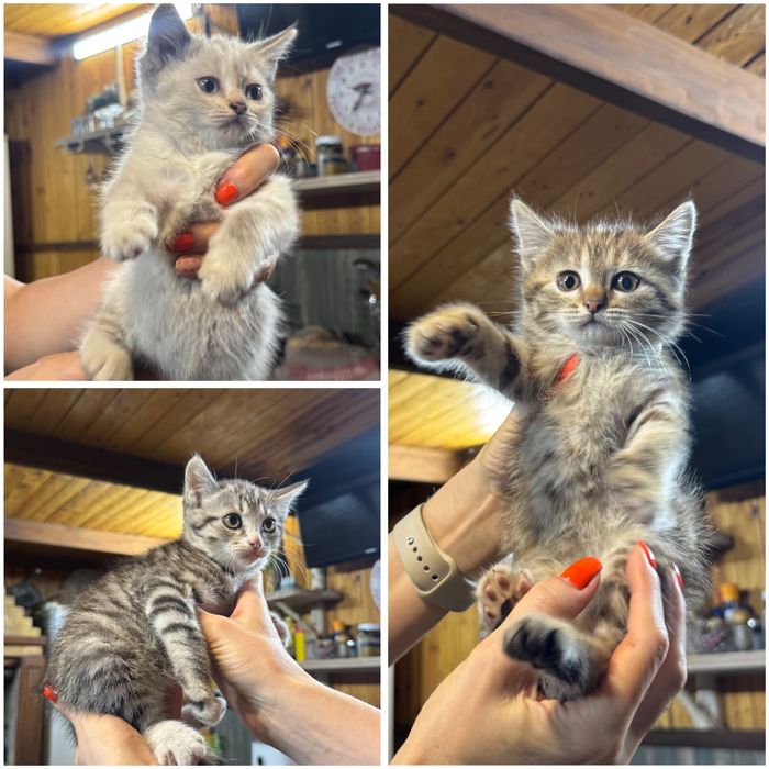 Отдам котят в добрые руки 2 месяца им все девочки
