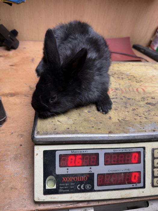 Чистокровные крольчата