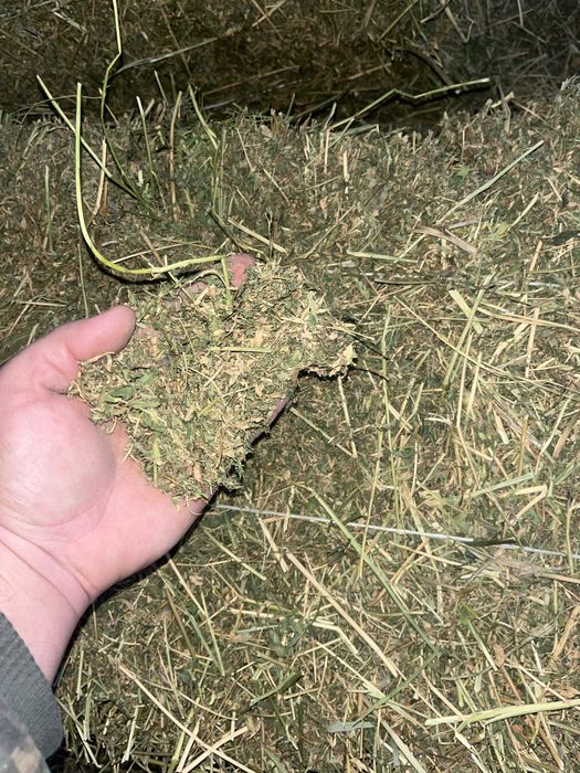 Сено клевер     ..