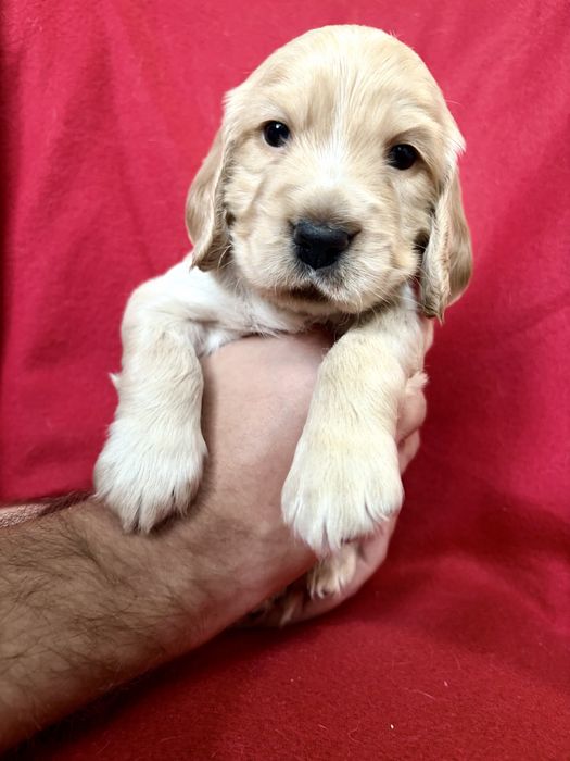 Щенки английского кокер-спаниеля