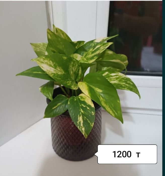 Продаю цветы комнатные