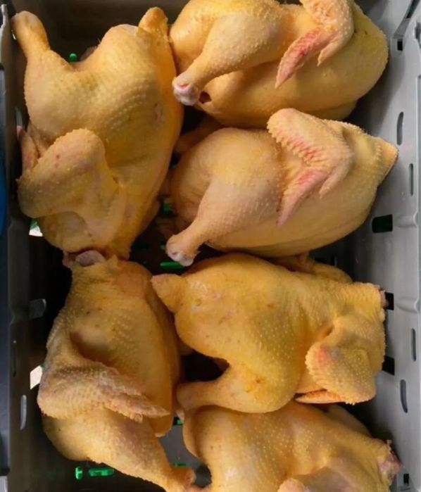 Куры бройлеры домашние