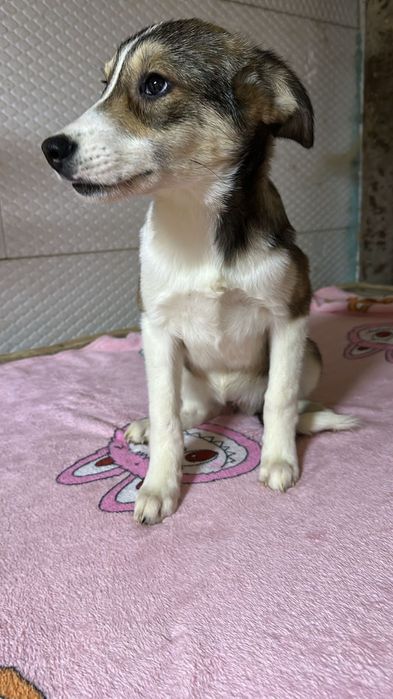 Отдам в добрые руки