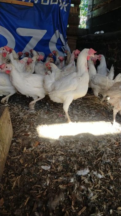 Куры поросята доставка до дома