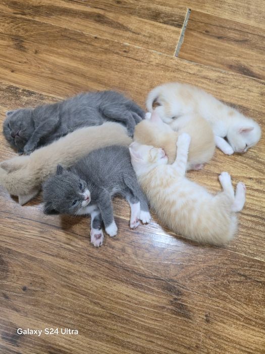 Британские котята