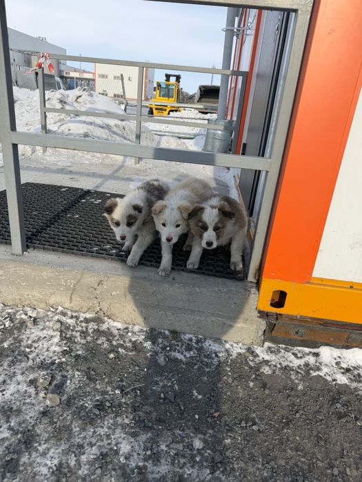 Отдадим прекрасных щенят