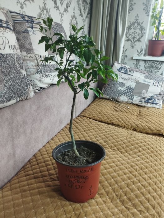 Продам мандариновое деревце