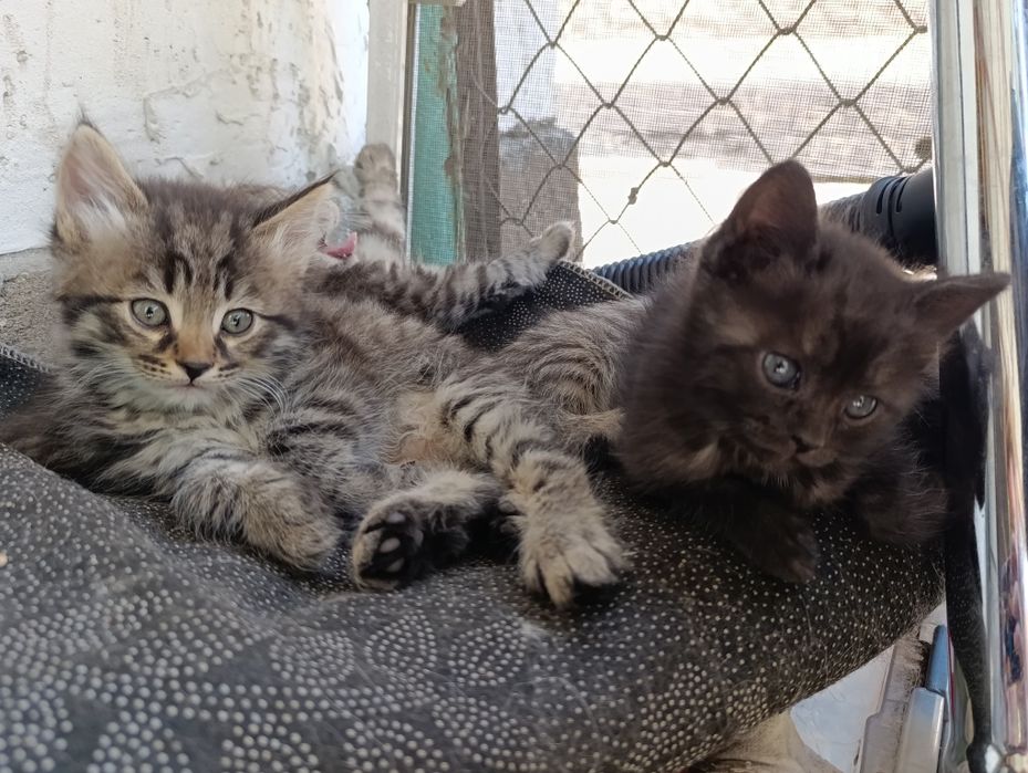 Отдам котят в хорошие руки