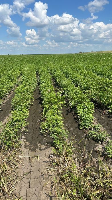 Продам крестьянское хозяйство