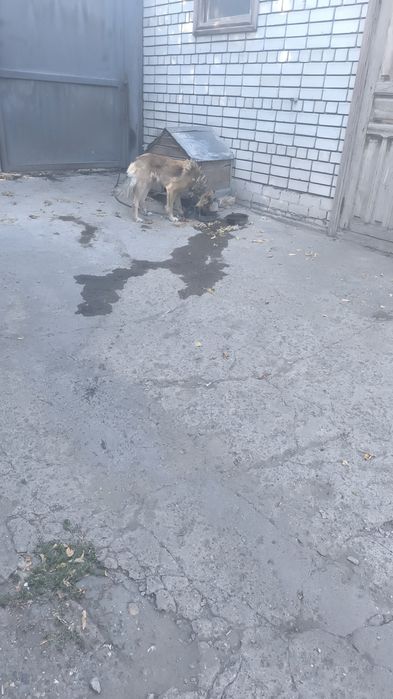 Собака сторожеваЯ.