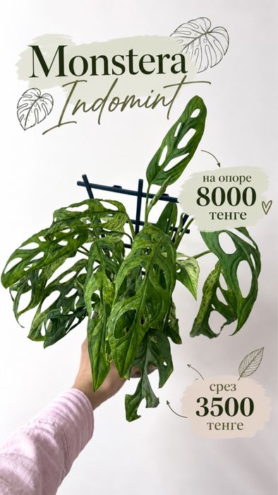 Монстера Адансона Вариегатная