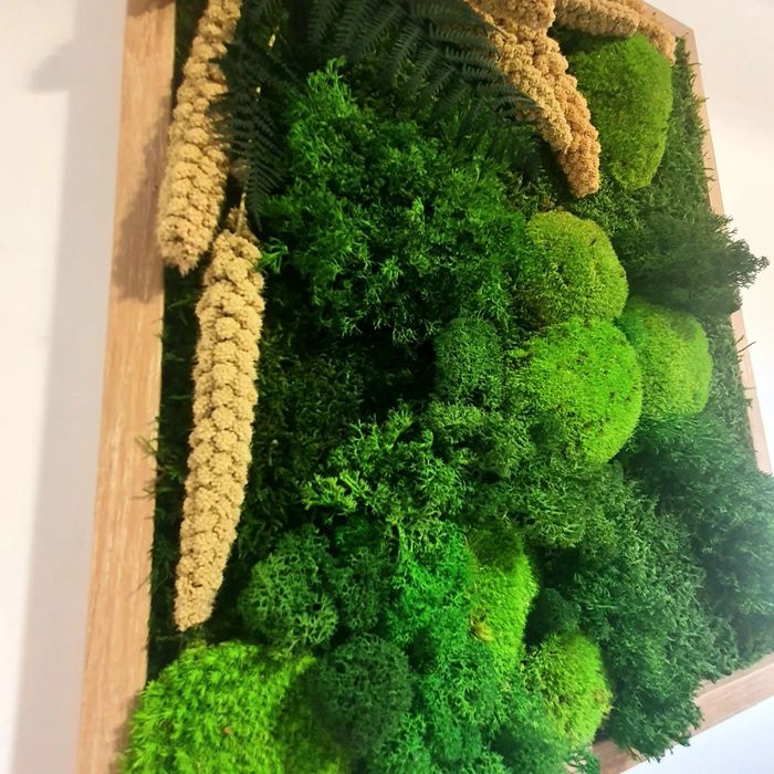 Tablou Licheni mușchi si plante