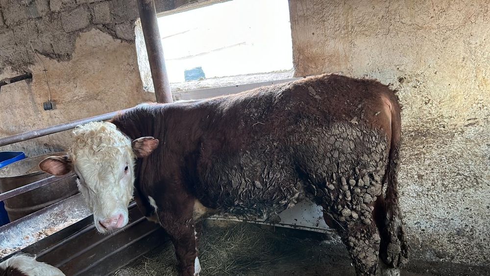 Продам бычков откорма