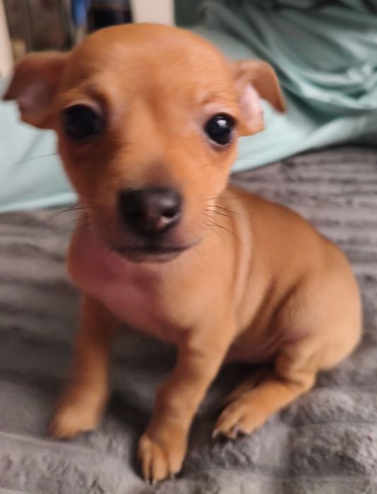 Продам Той терьера