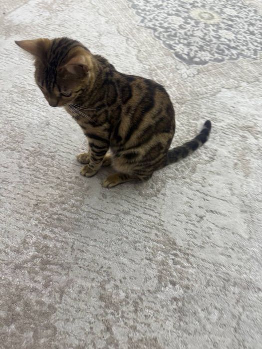 Mushuk bengalskiy tozza.