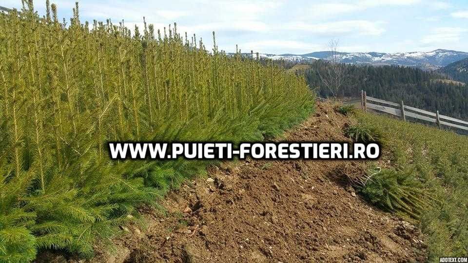 Puieti molid (Picea abies) radacina nuda- apti de plantat
