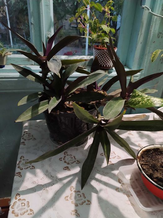 Рео, комнатные цветы, комнатный цветок.