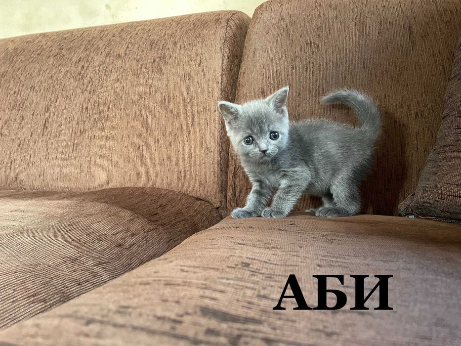 Британски късокосмести котенца