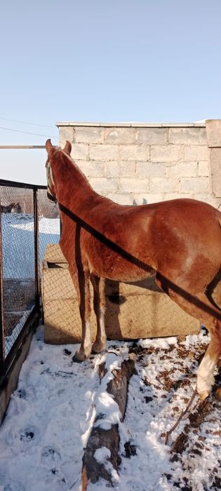 2 жасар байтал сатылады