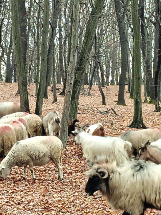 Vând 10 capre gestanta