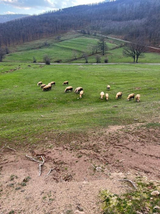 Овци за дамъзлък