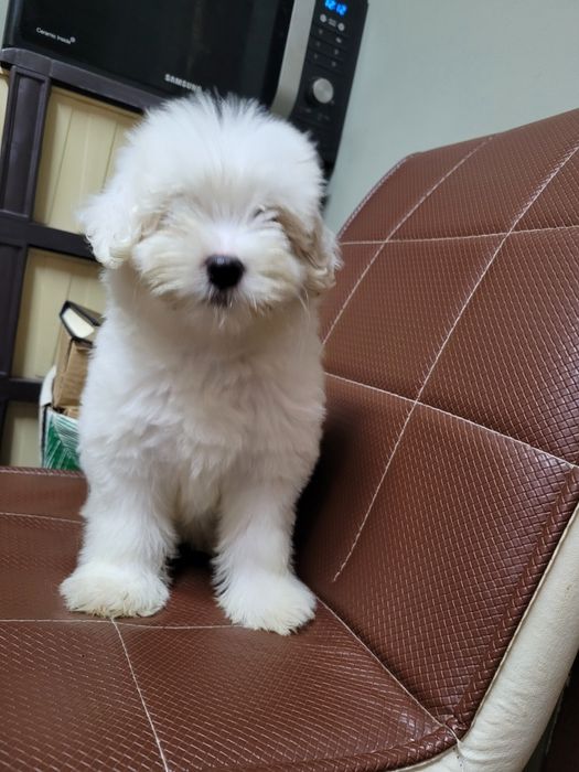 Bichon maltez pui