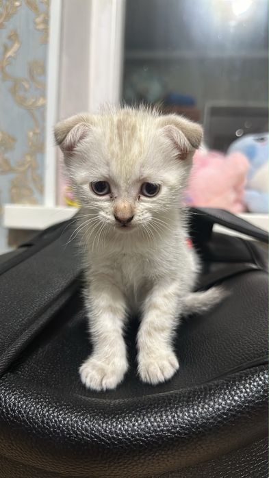 котята  вислоушка
