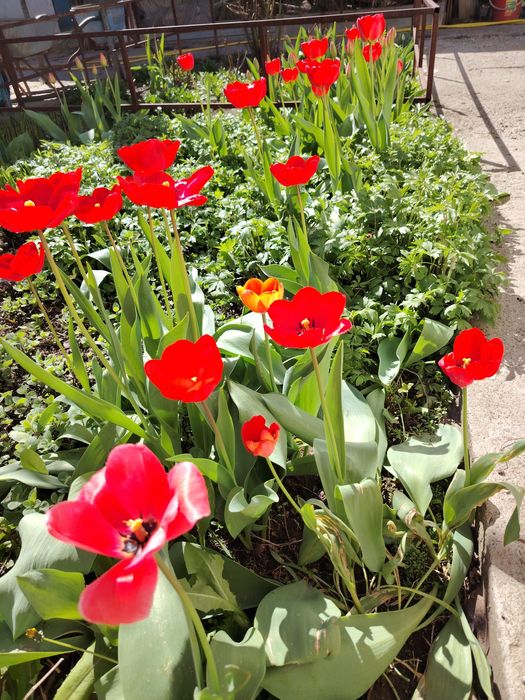 Тюльпаны крупные,Казииту