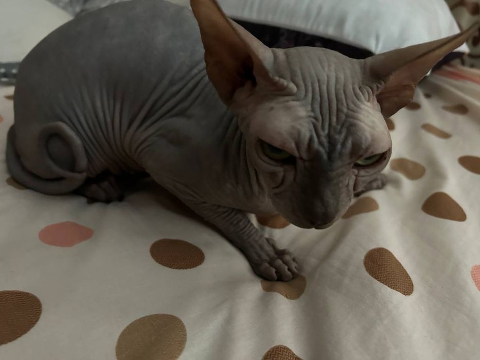 Продам кошку Сфинкс