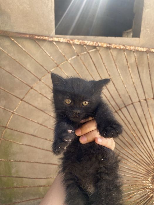 Ищем дом для котика
